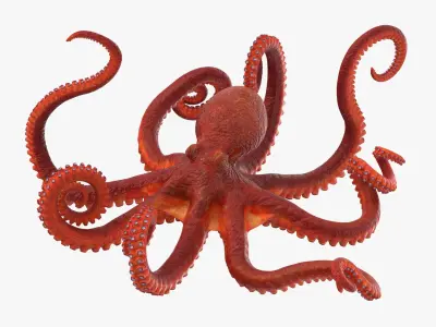 Octopus - Rigged 3D model