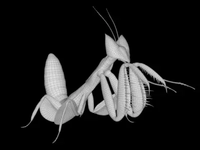 Mantis praying 3D model buy