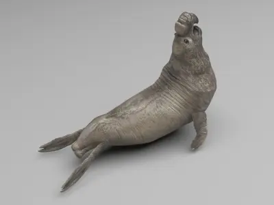 Elephant Seal 3D model