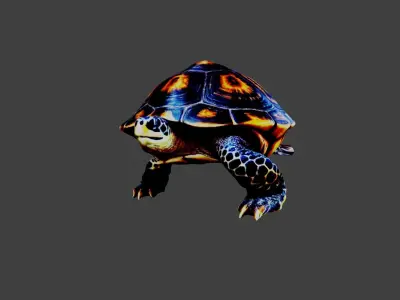 Turtle - Tortoise Low-poly 3D model purchase