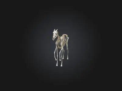 Realistic Horse Skeleton Model Low-poly 3D model