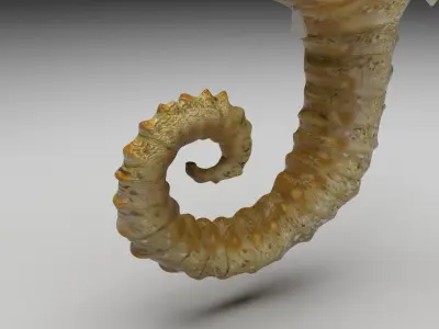 Seahorse 3D model buy