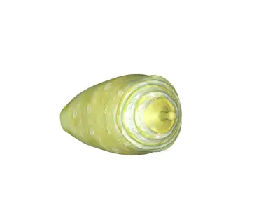 Cocoon butterfly chrysalis Low-poly 3D model