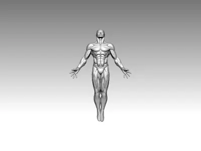 3D Model  Anatomy  Human 3D print model