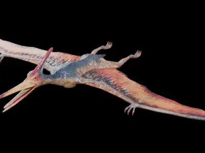 Pteranodon Low-poly 3D model purchase