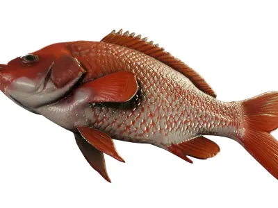 Red Snapper Fish  Mid Poly 3D Model for Render and Concept Use Low-poly 3D model