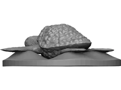 Sea Turtle 3D model order