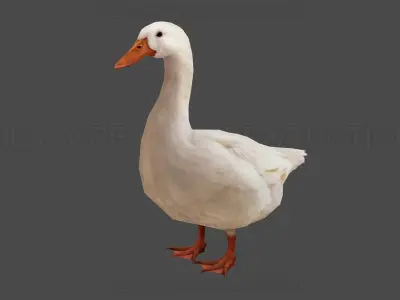 Duck Rigged Animated 3 Low-poly 3D model