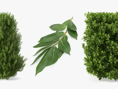 Laurus Collection 3D model