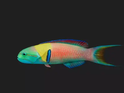 Wrasse Low-poly 3D model 14