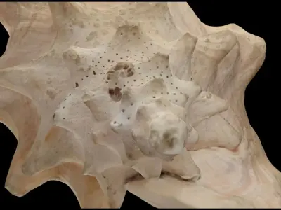 Strombus gigas queen conch shell scan 3D model