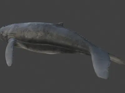 Humpback Whale Rigged Low-poly 3D model