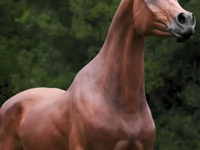 horse arabian BROWN Zbrush 3D model