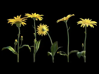 Mountain Arnica flower 3D model