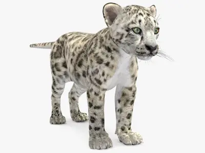 Snow Leopard Cub 3D model