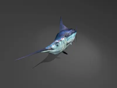 Blue Marlin Low-poly 3D model