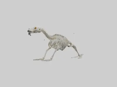 Sea Lion Skeleton model 3D model