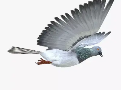 Pigeon Low-poly 3D model order