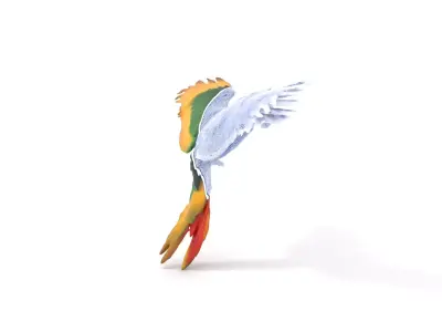 Colorful Parrot model pack Low-poly 3D model