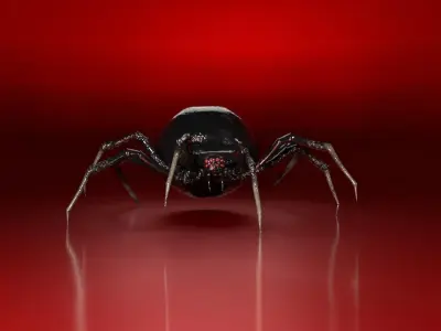 Spider 3D model 33