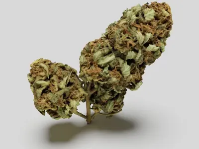 Cannabis Bud 05 3D model