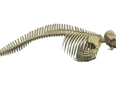 White Shark and Dolphin Skeletons 3D model
