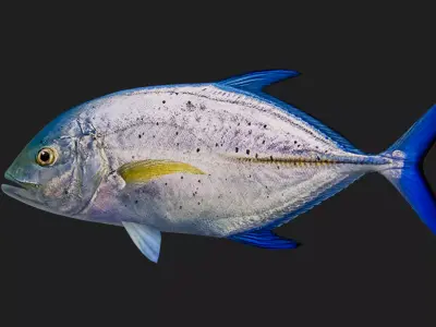Trevally Low-poly 3D model get