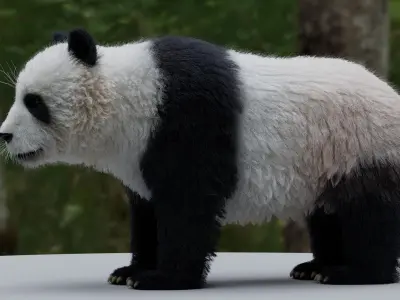  Panda RIGGED 