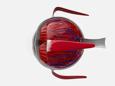 Eye anatomy 3D model