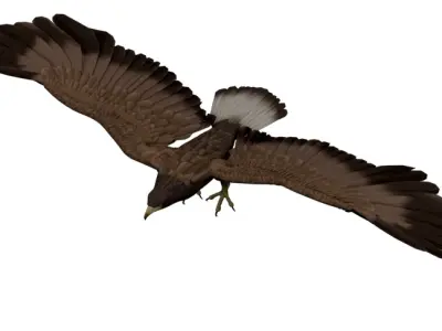 Animated Rigged Eagle 3D model