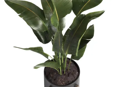 indoor plant 053 3D model