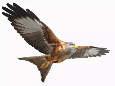 Red Kite Low-poly 3D model