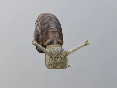 Snail 3D model 2