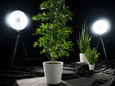  Nora Dwarf Umbrella Tree Potted Plant Model  buy