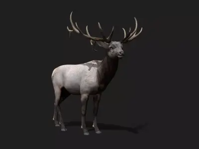Deer Animated and Rigged  Low-poly 3D model