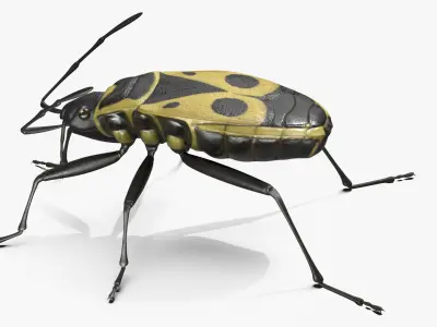  Pyrrhocoris Apterus Bug Yellow Black 