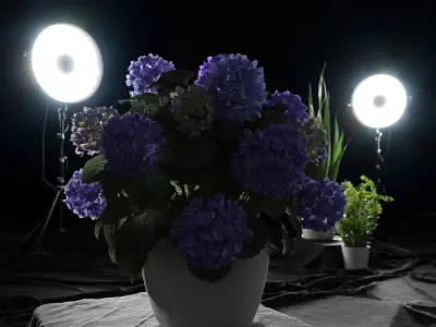  Mophead Hydrangea Plant Model, Purple 