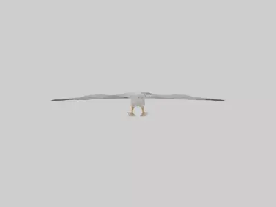 European Herring Gull flying model Low-poly 3D model