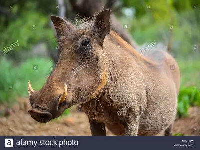 model-african-boar-head-3ds-max Low-poly 3D model