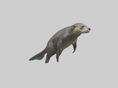 Giant Otter swimming model Low-poly 3D model