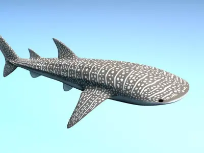 Whale Shark 3D model purchase