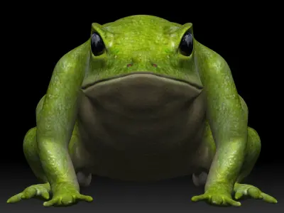 Green frog Low-poly 3D model