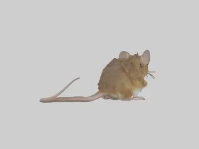 Field mouse Low-poly 3D model
