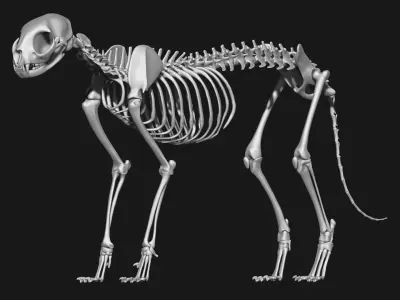 Cat skeleton 3D model