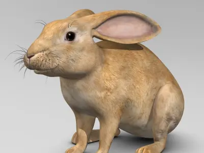 Rabbit Brown 3D model