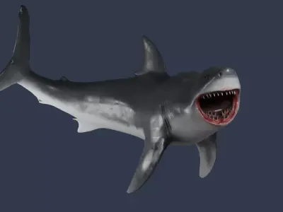  Great White Shark Rigged in Blender  Low-poly 3D model
