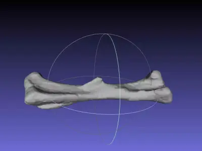 Psittacosaurus Left Femur Free 3D print model