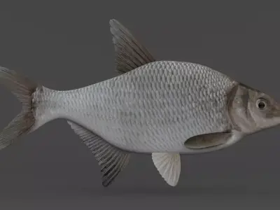 Bream Fish 3D model purchase