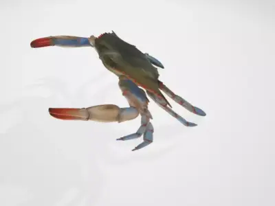 BlueCrab 3D model