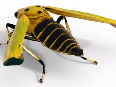 Black tipped Leafhopper Free low-poly 3D model